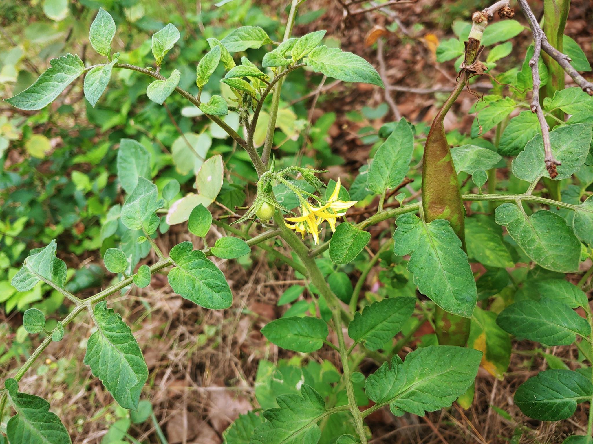 Solanum lycopersicum var. cerasiforme